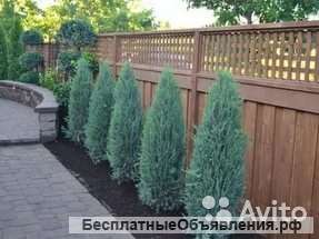 Можжевельник скальный Блю Арроу саженец 60-80 см