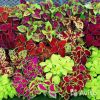 Колеус Микс рассада многолетник