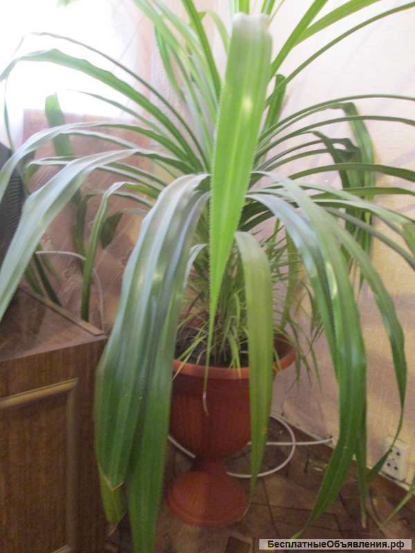 Комнатный цветок