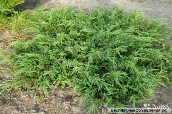 Можжевельник обыкновенный Репанда саженец
