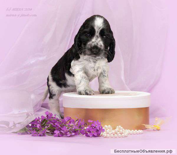 Щенки английского кокер спаниеля