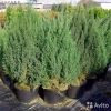 Можжевельник китайский Стрикта 130-170 см