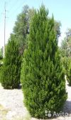 Можжевельник китайский Спартан 240-300 см саженец