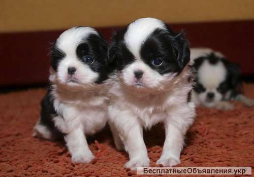 Щенки японского хина