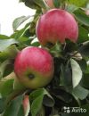 Яблоня домашняя Мельба саженец