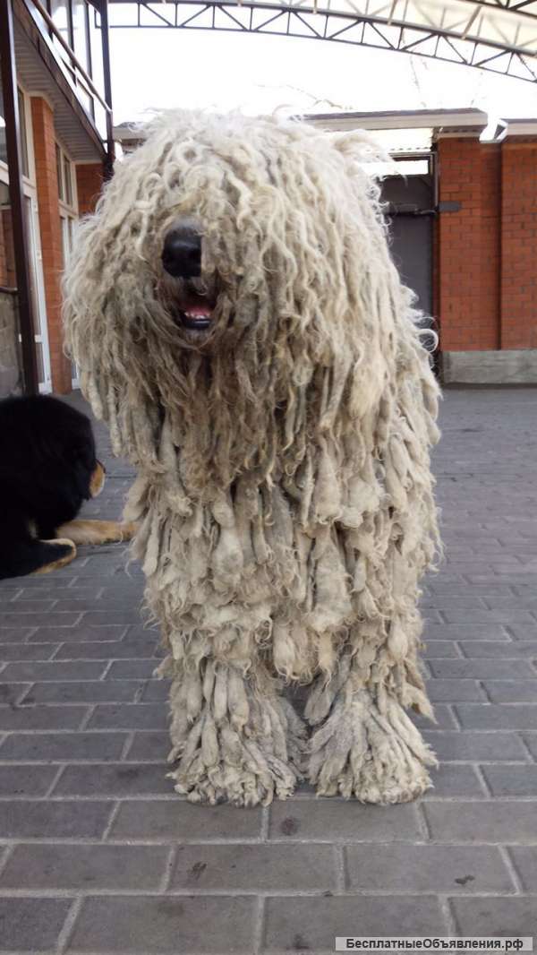 Щенков Комондора (венгерская овчарка)