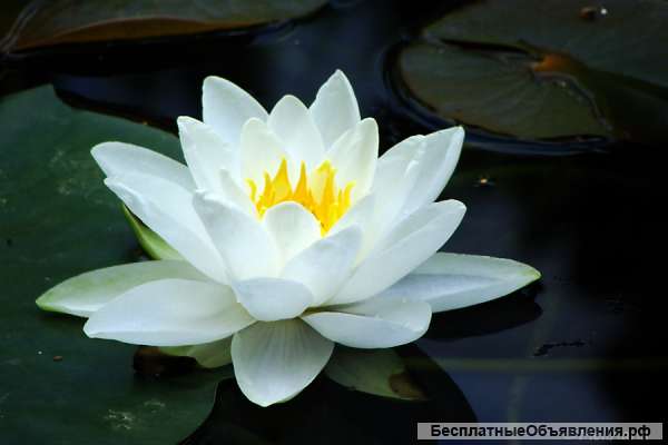 Консультации психолога