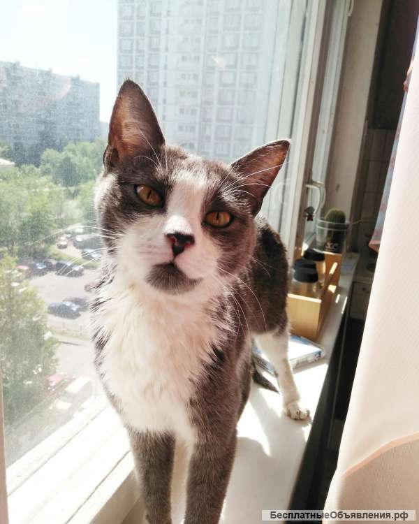 Отдам котенка в добрые руки