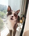 Отдам котенка в добрые руки