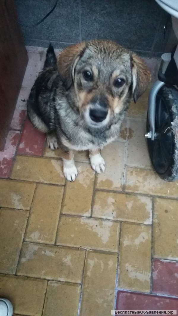 Найдена собака