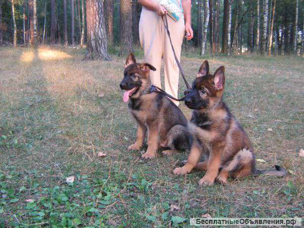 Продаются щенки немецкой овчарки