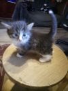 Милые котята в добрые руки