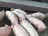 Домашняя свинина, тушки 70-85 кг