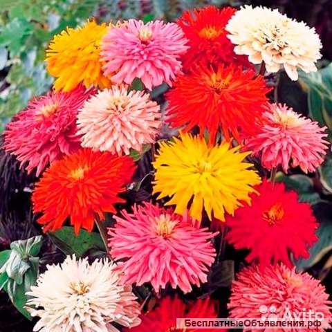 Цинния Кактусовидная микс рассада