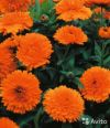 Календула Элефант оранж рассада