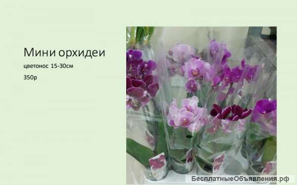 Орхидеи от 350р