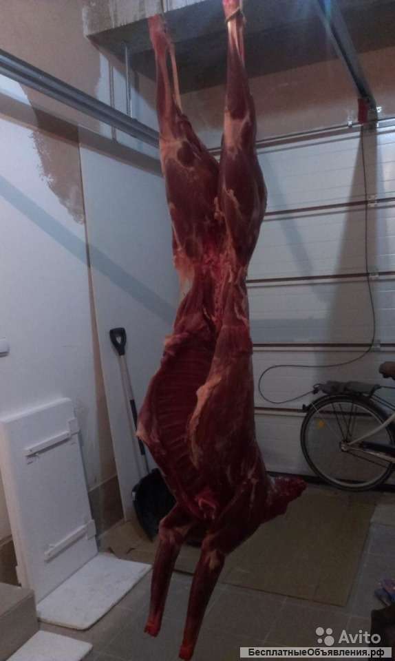 Лось Косуля