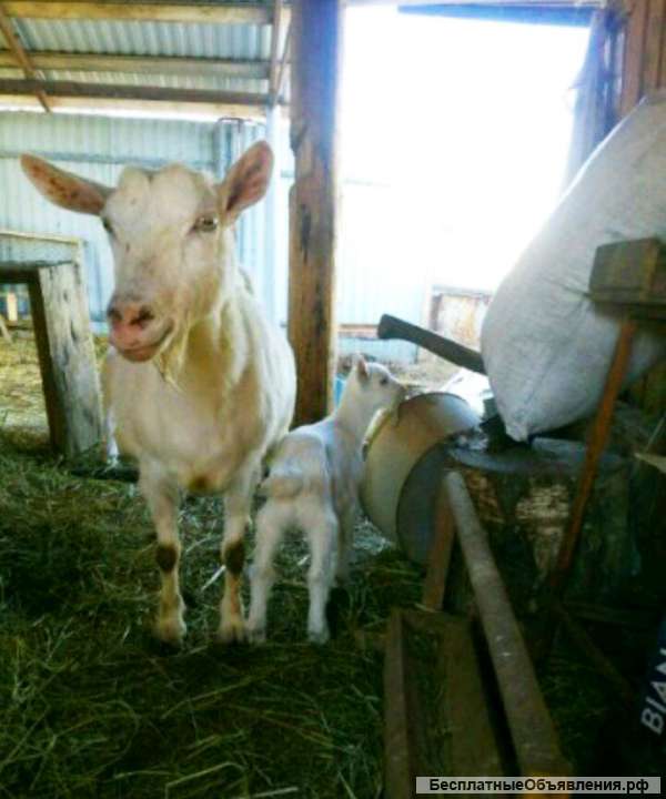 Козу с козлятами
