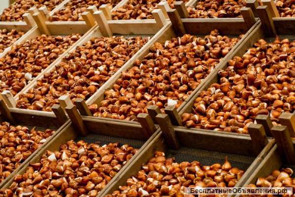 Луковицы из Голландии