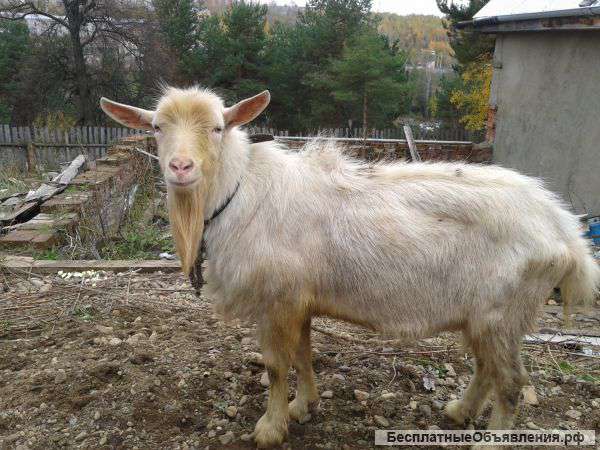 Козы и козлята
