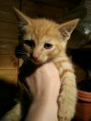 Очаровательный рыжий котёнок