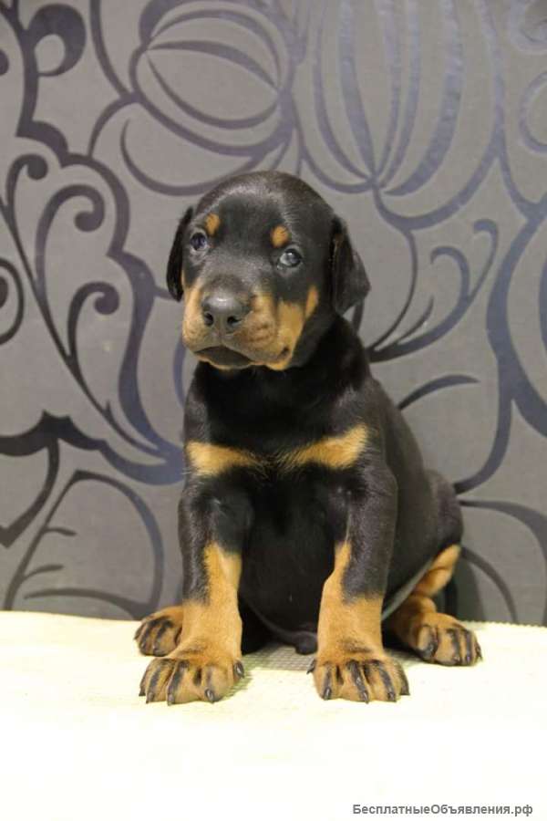 Щенки добермана
