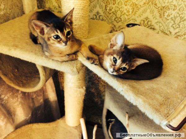 Котята абиссинские