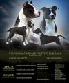 Американский стаффордширский терьер - щенки