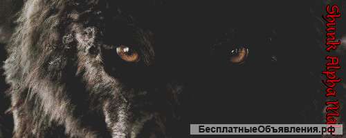 Посвящение в Вервольфа