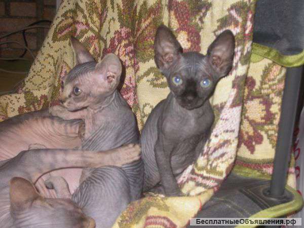 Ласковые кошечки.