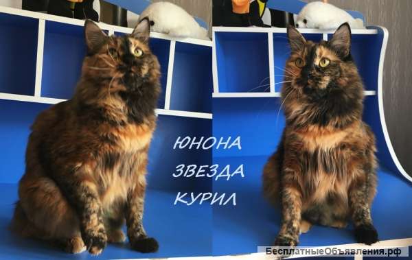 Очаровательная игривая кошечка Курильского бобтейла