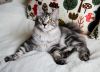 Крупный, крепкий котенок - котик Курильского бобтейла