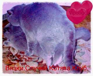Британские и шотландские племенные коты для вязок