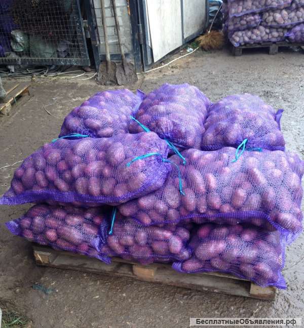 Картофель от производителя