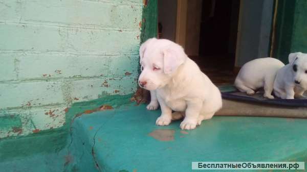 Щенки Джек Рассел