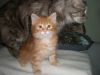 Котята породы мейн-кун 3 месяца