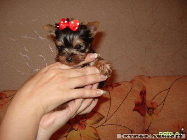 Щенки Йоркширского терьера