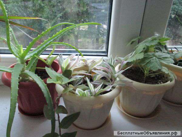 Rкомнатные растения
