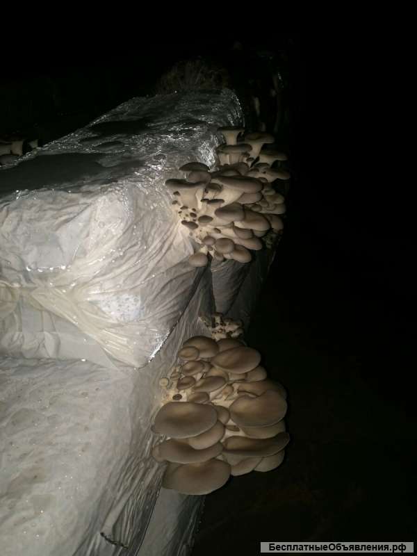 Вешенка от Производителя