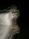 Вешенка от Производителя