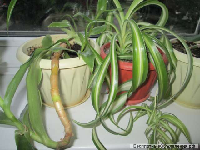 Комнатные растения для дома и офиса