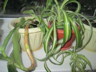 Комнатные растения для дома и офиса