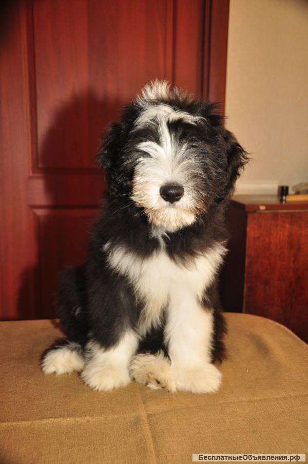 Щенки бородатого колли