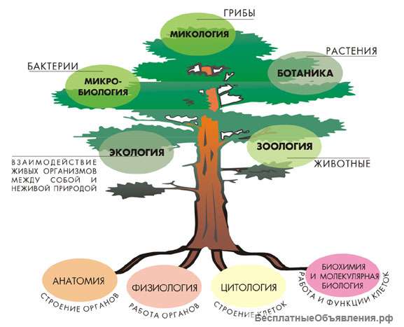 Репетитор по биологии