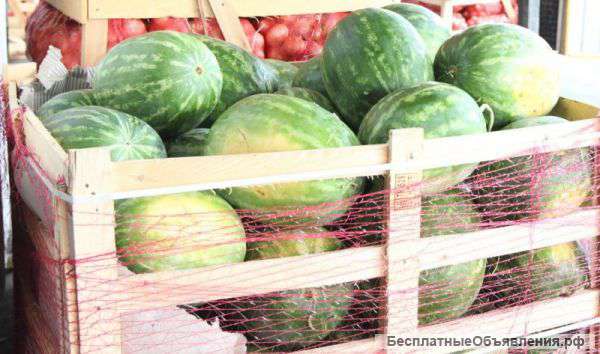 Арбузы оптом с овощебазы, 10р/кг