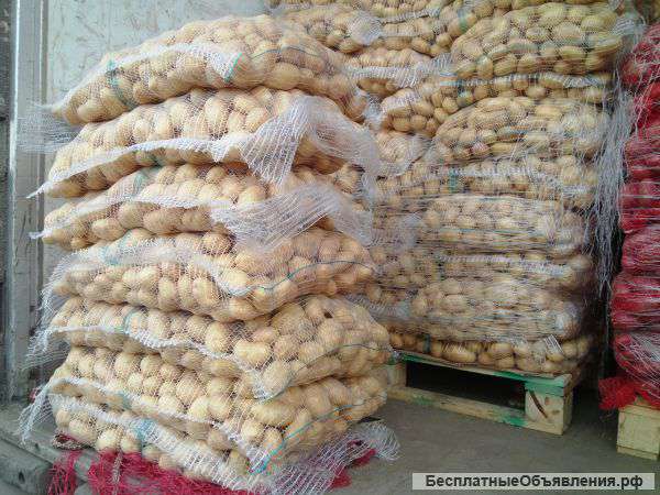 Картофель оптом 5+ от производителя