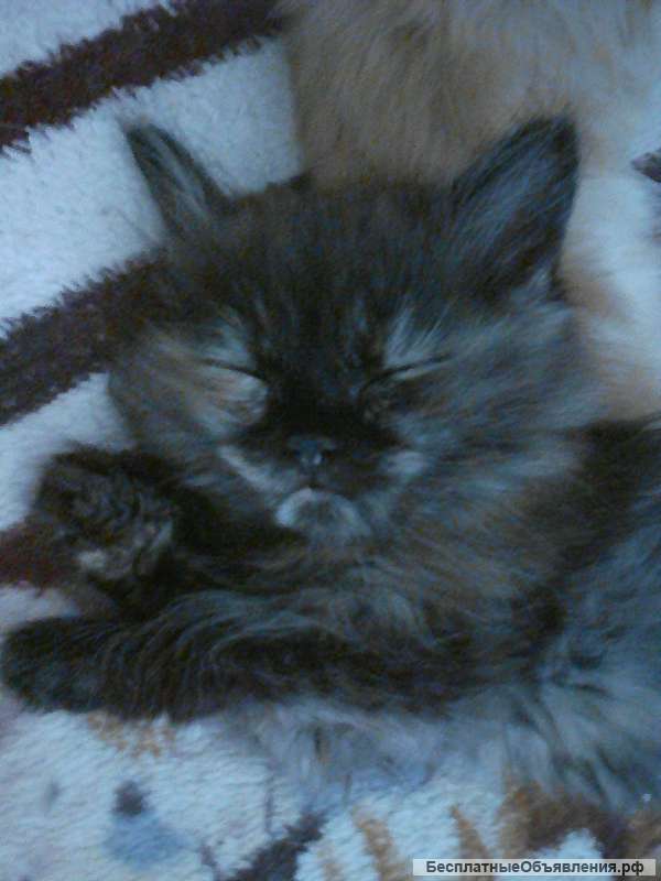 Отдам в хорошие руки