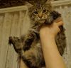 Маленькая рысь с характером ласкового котенка