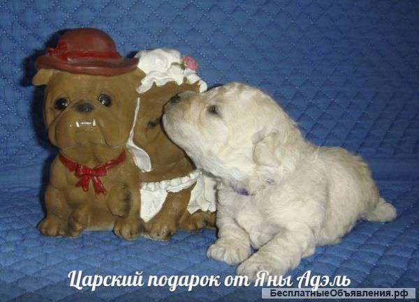 Щенки мини и той пуделя белого окраса