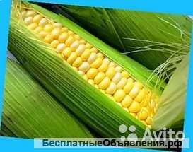 Кукуруза Кубанская сладкая рассада